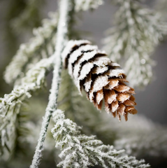 Frosty Winter Pine Spray