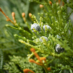 Juniper & Pine Spray