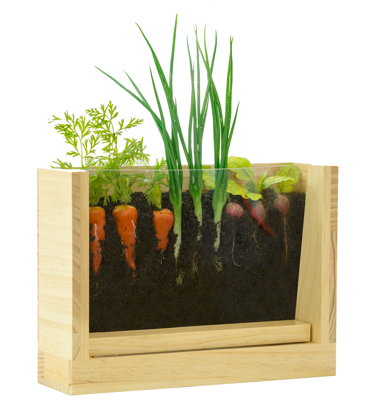 Growing Garden Root Viewer – RSVP Style