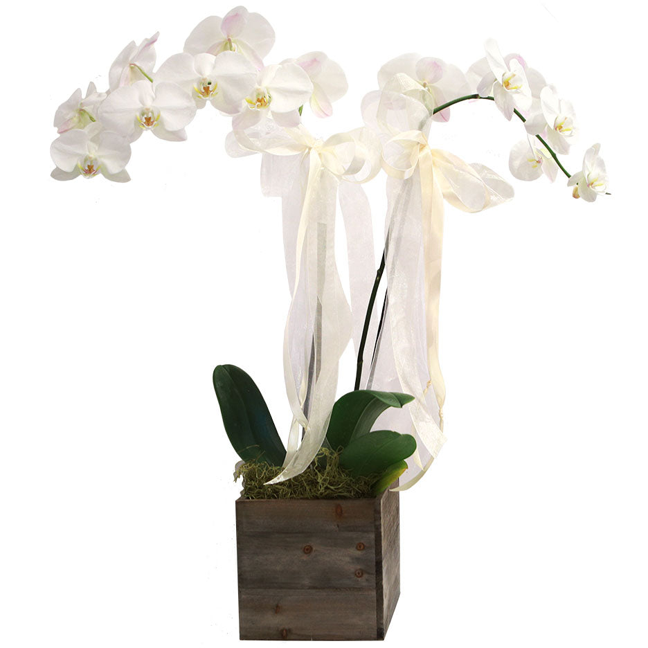 Phalaenopsis Orchid Plant - RSVP Style